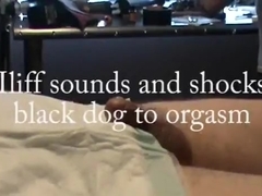 Iliff sounds and electros black ****to orgasm
