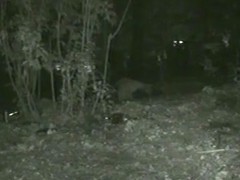 Woman pissing in the forest on nighttime voyeur video