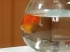 Fabulous Pornstars xxx video