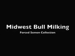 Midwest Milking
