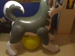 PP husky on a spacehopper