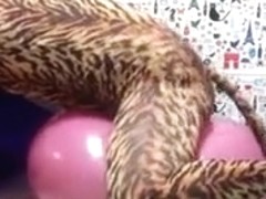 cat humping on balloon