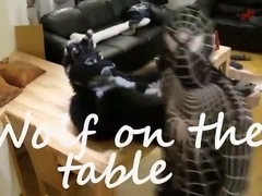 Wolf on the table with Venom