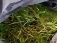 Public stroke in park with army panties