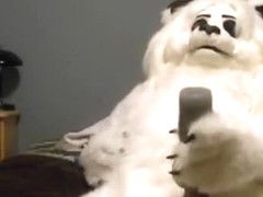 lion enjoys his husky toy